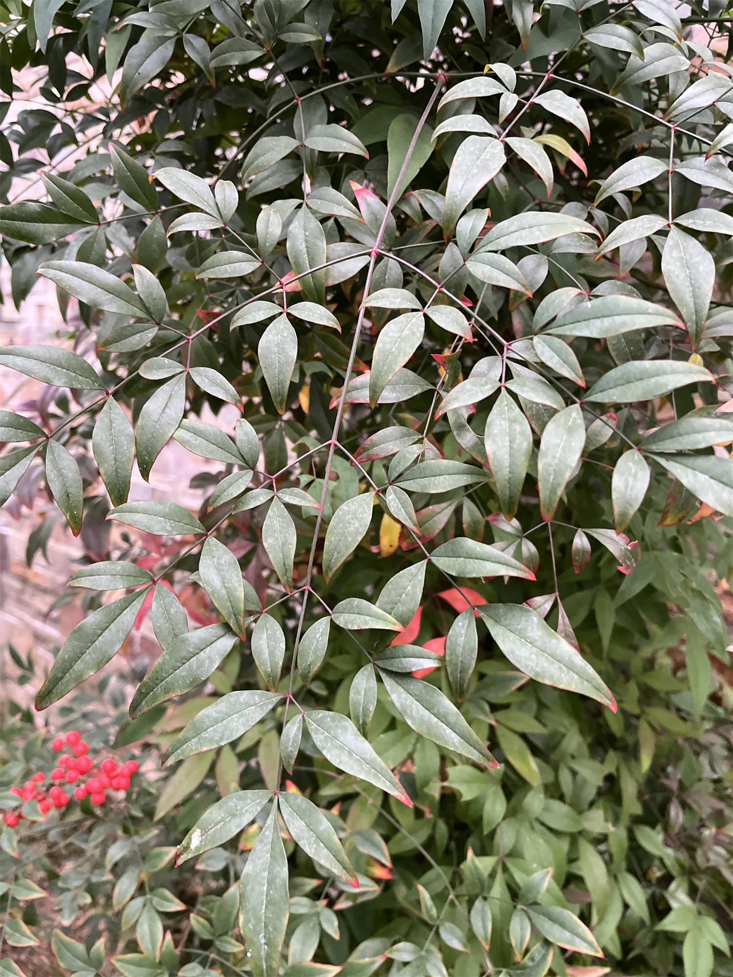 草木世界之125:南天竹[nán tiān zhú]