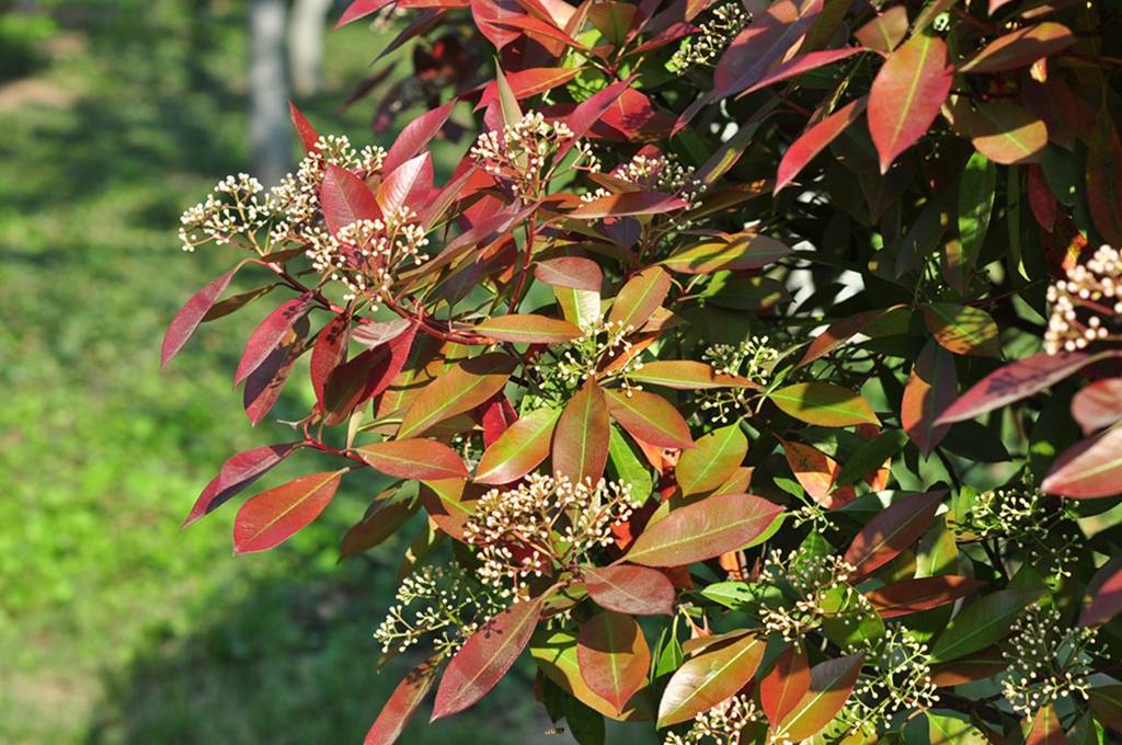 我见到的山东本土植物和园林栽培植物(1041)红叶石楠