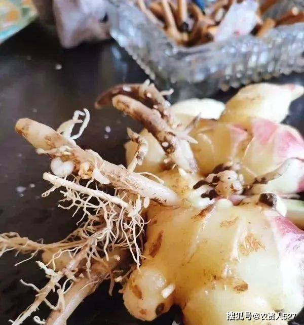 农资导航者|大姜根结线虫 生姜癞皮病防治方案_土壤_病害_传播
