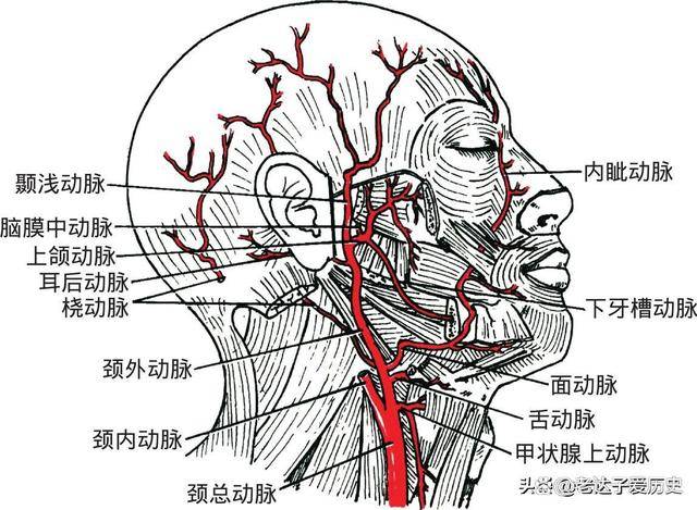 上颌动脉位置图片