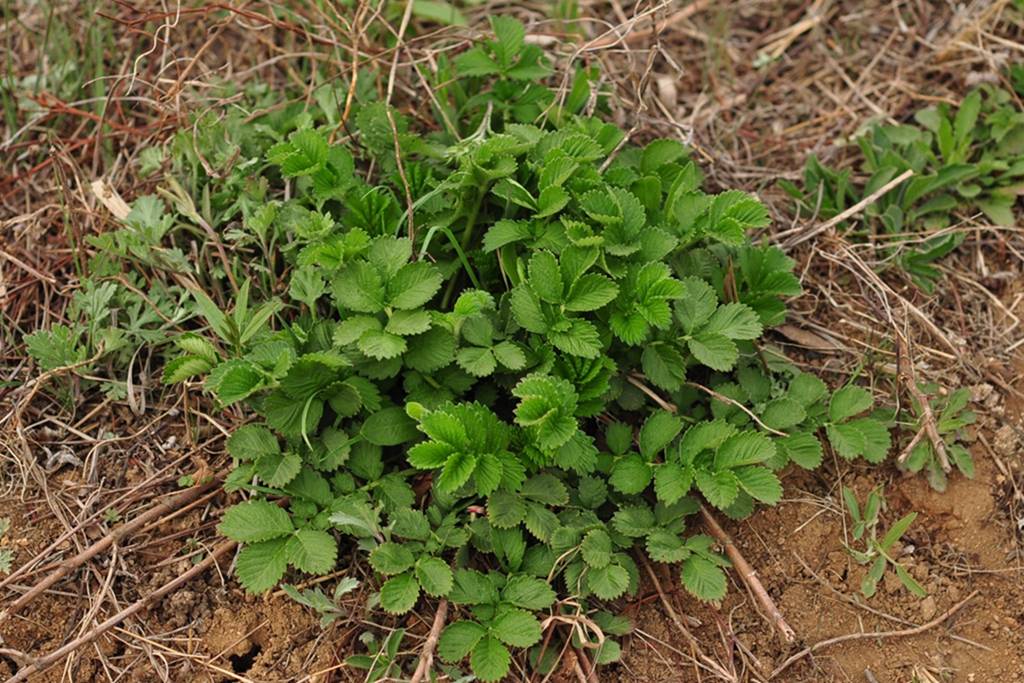 我见到的山东本土植物和园林栽培植物
