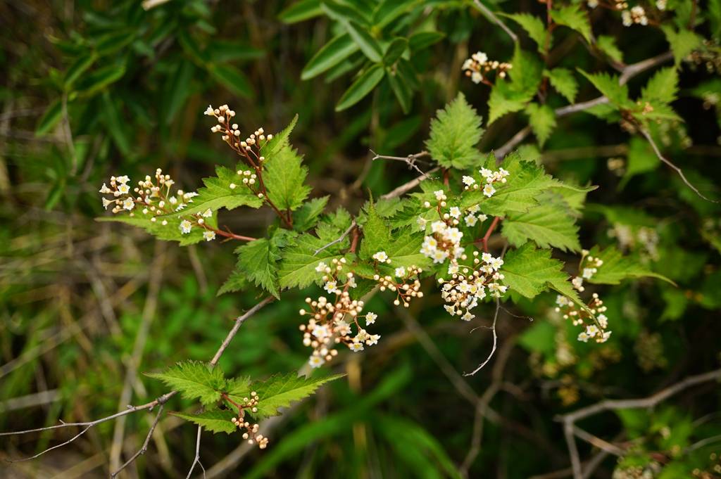 我见到的山东本土植物和园林栽培植物