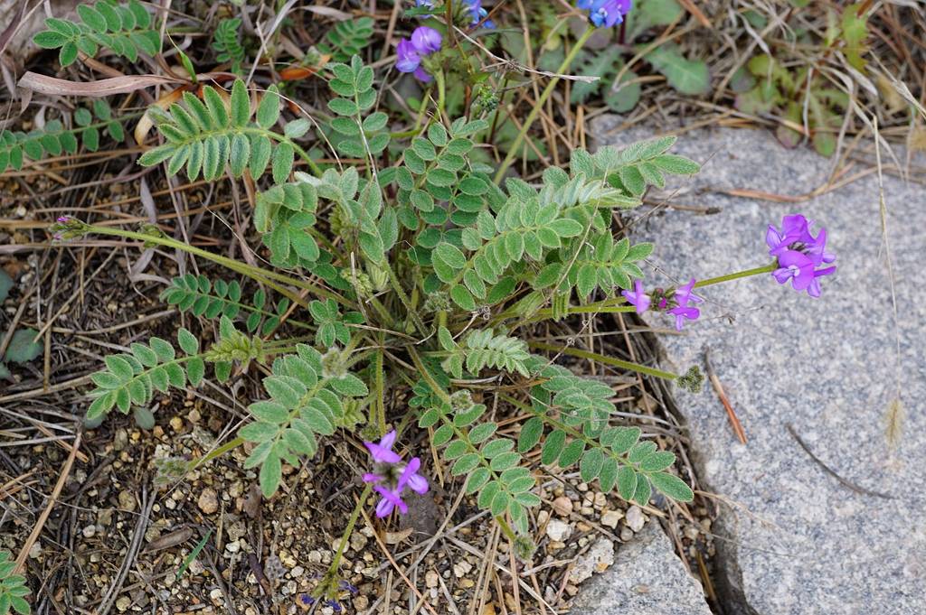 我见到的山东本土植物和园林栽培植物