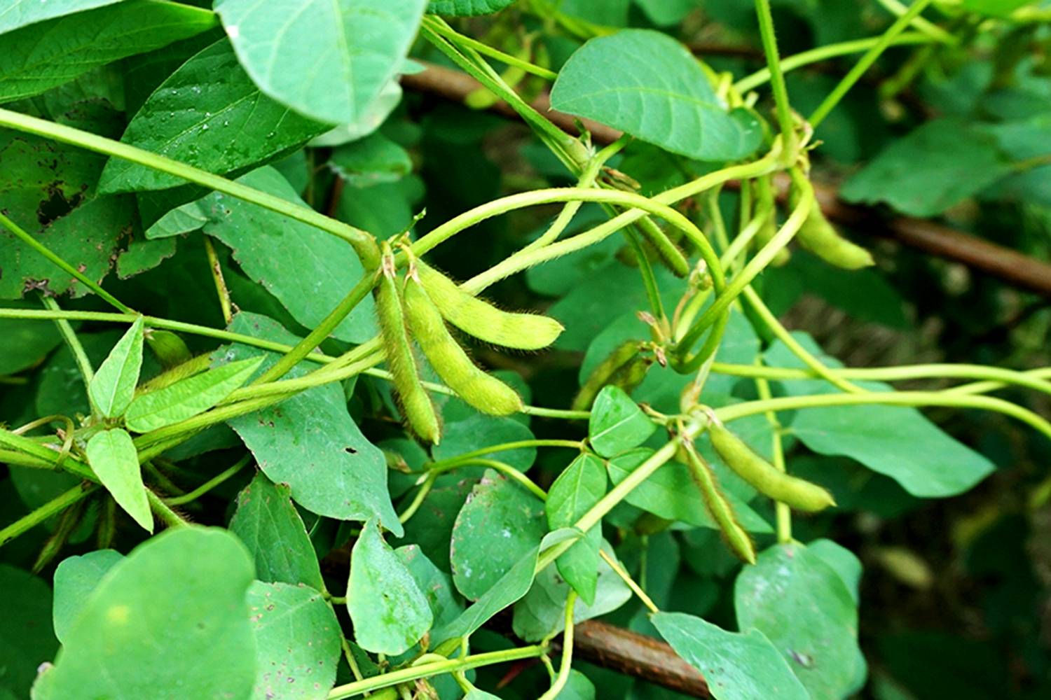 我见到的山东本土植物和园林栽培植物