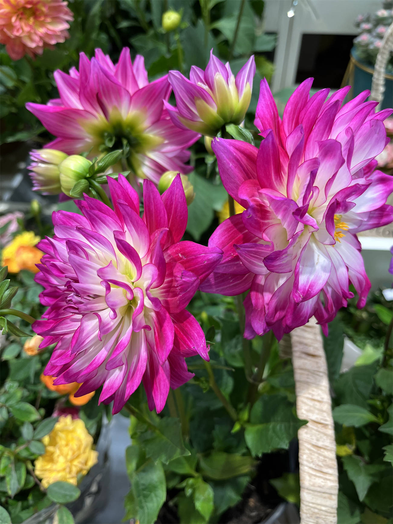 花花世界之165:大丽花