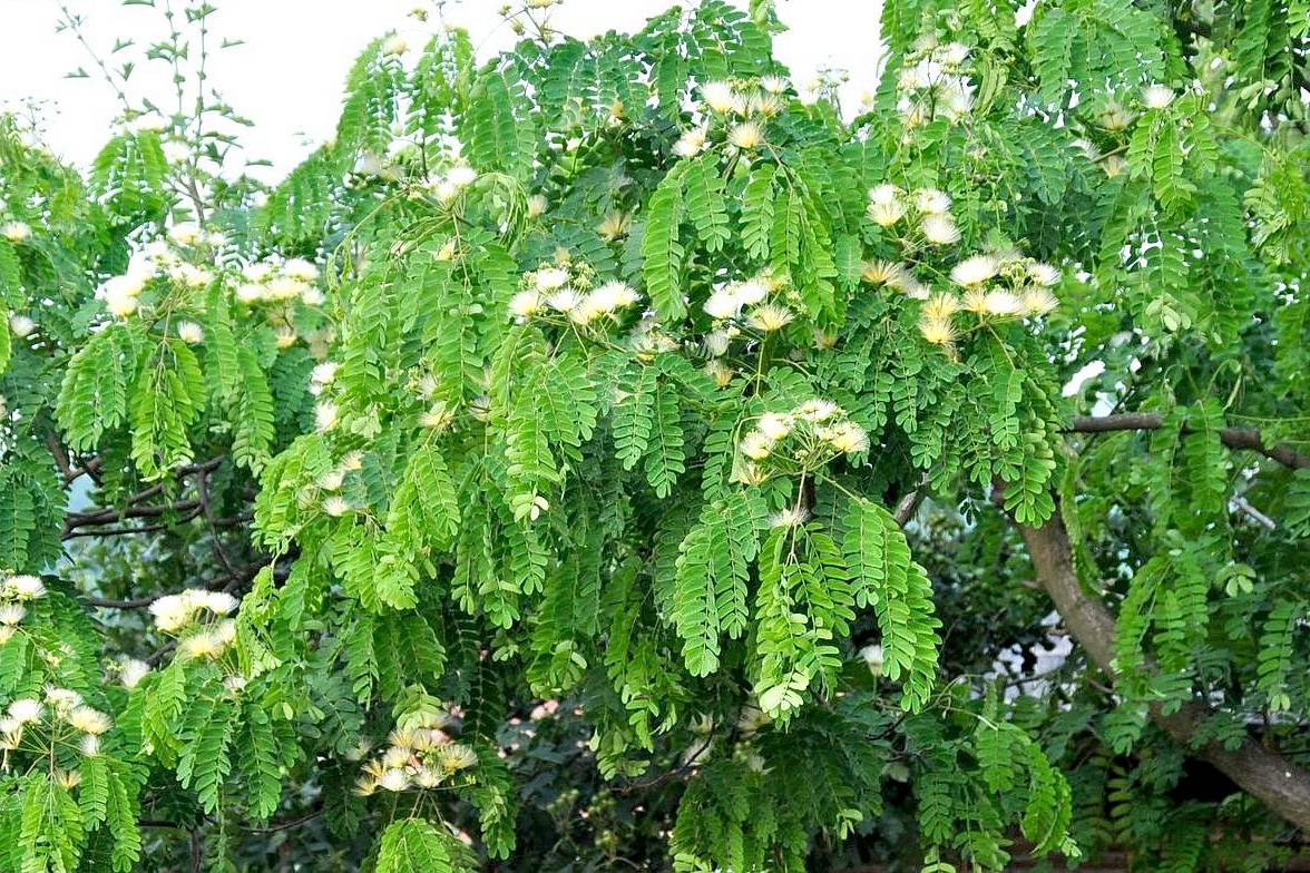 我见到的山东本土植物和园林栽培植物