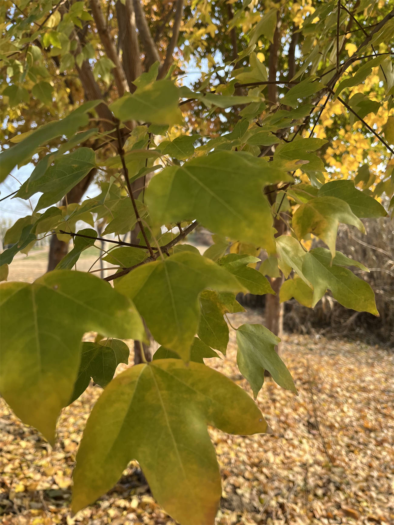 草木世界之179:三角槭