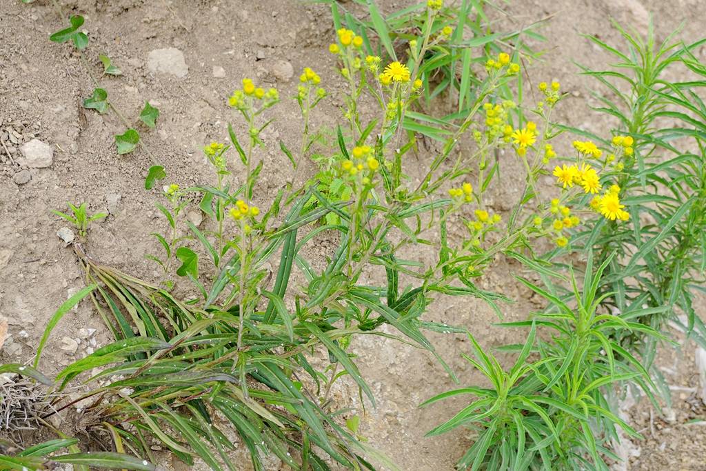 我见到的山东本土植物和园林栽培植物(1253)线叶旋覆花