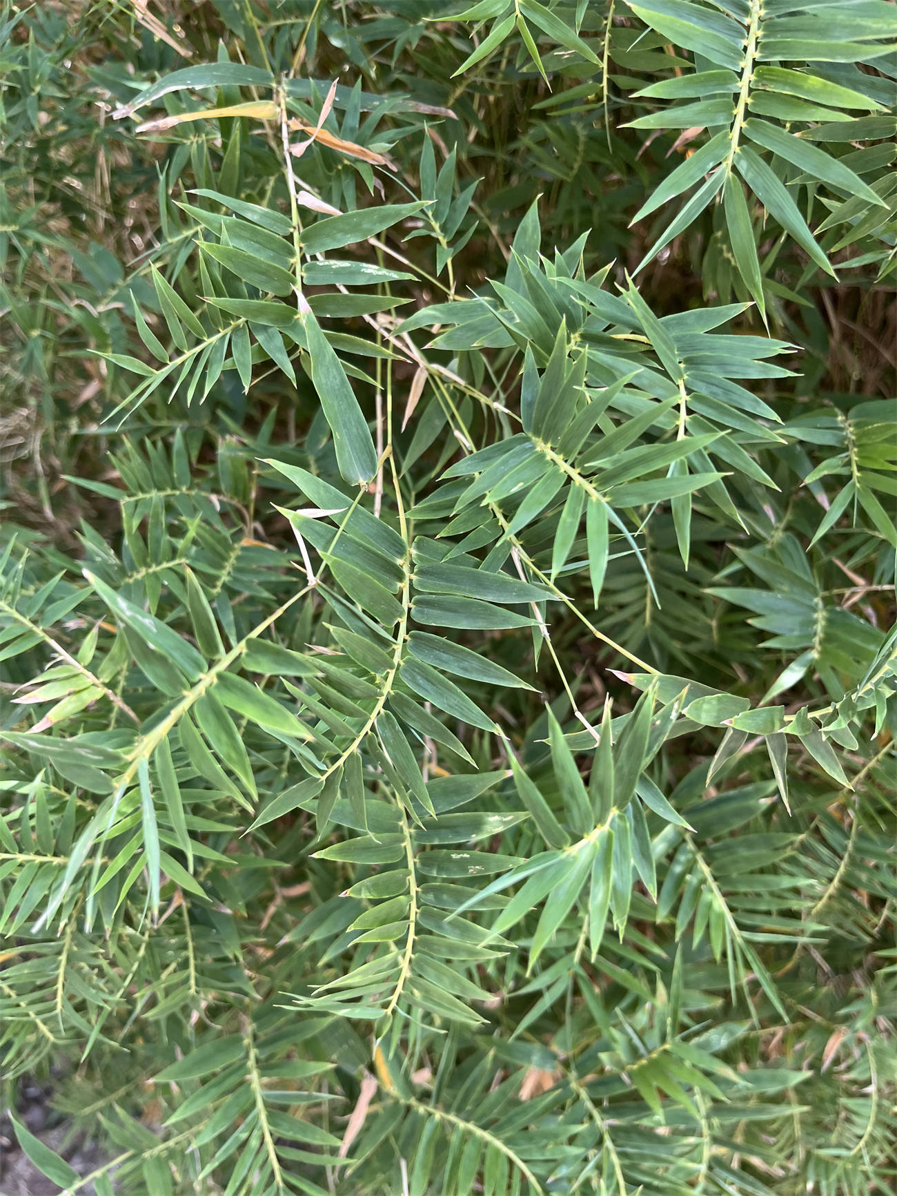 草木世界之199:凤尾竹