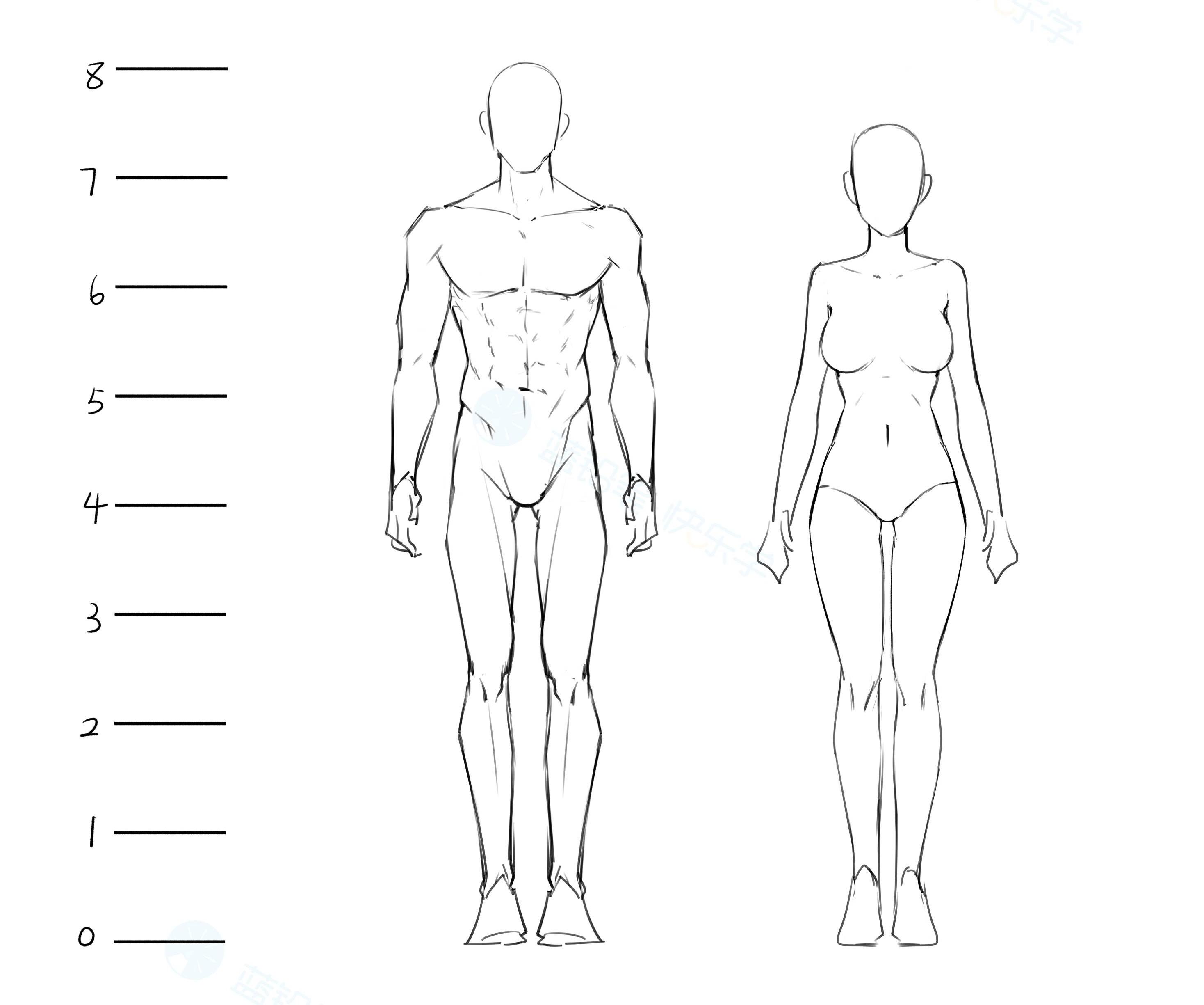 这里我们所说的男女体型一般指成年男女,因为在未发育前男女身材较为
