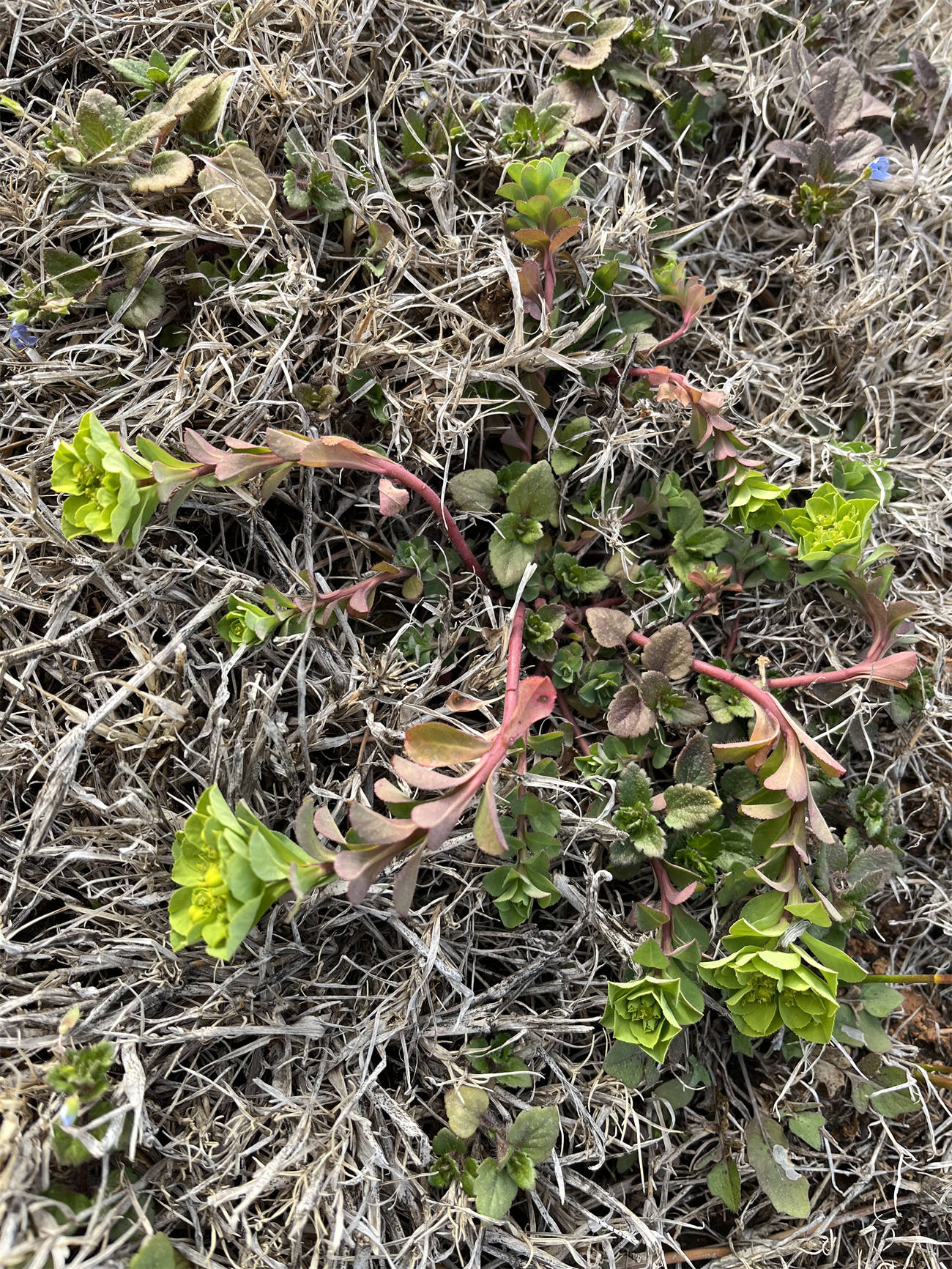 花草世界之202泽漆