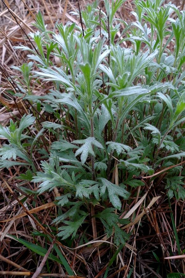 我见到的山东本土植物和园林栽培植物