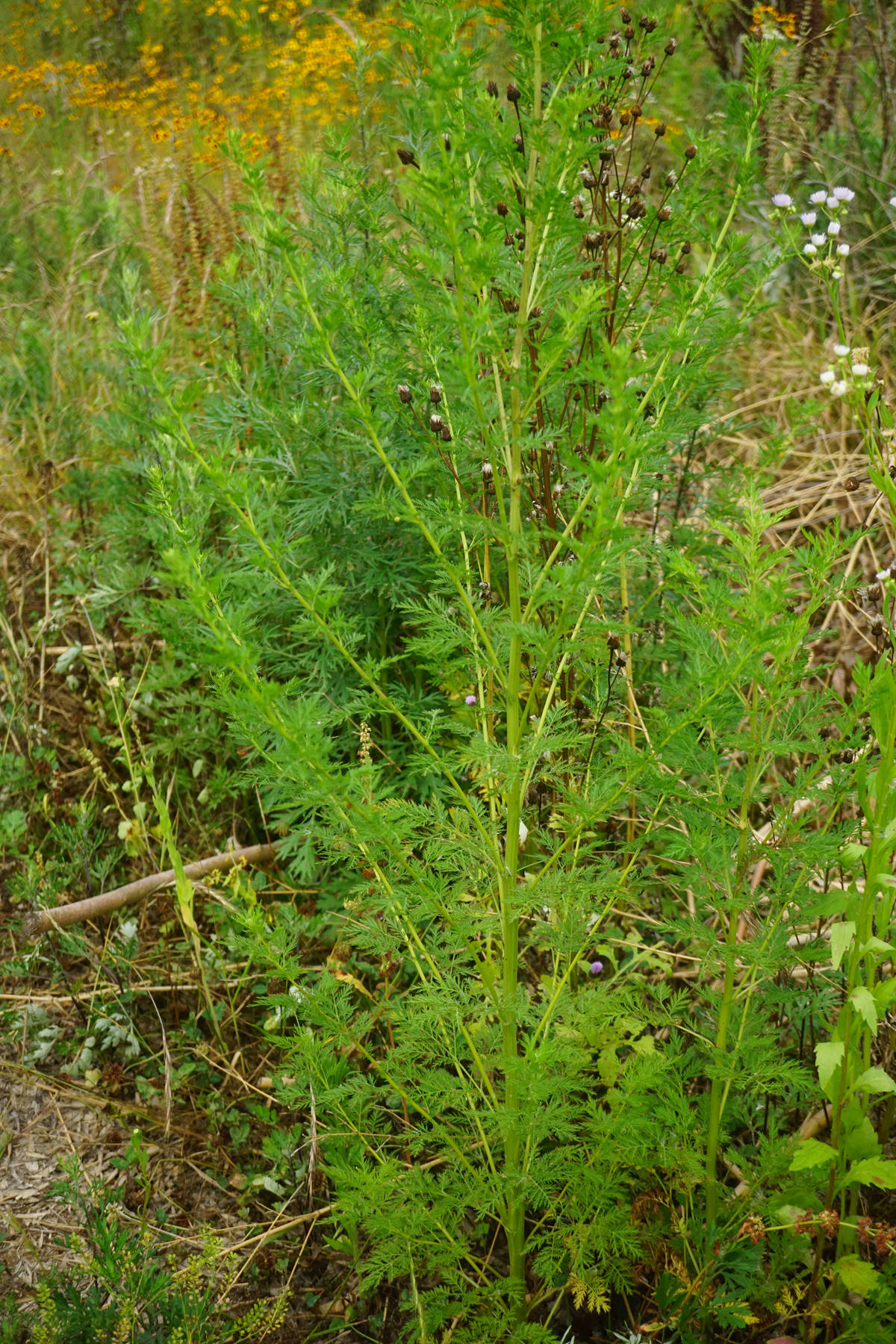 我见到的山东本土植物和园林栽培植物