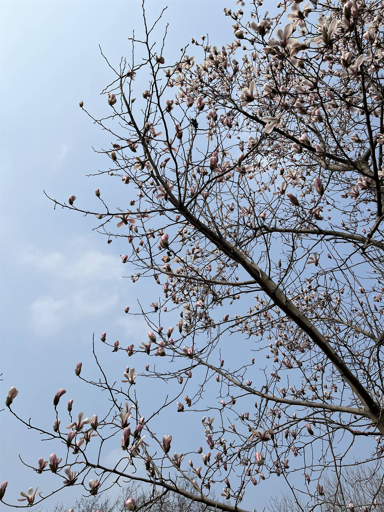花花世界之218玉兰