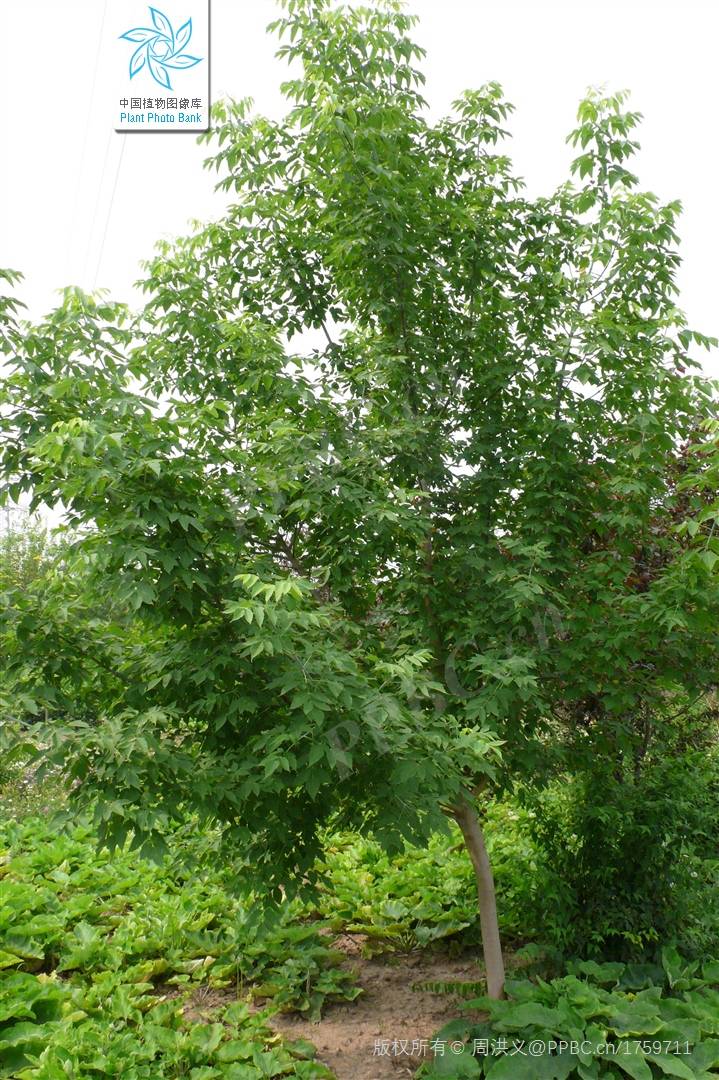 我见到的山东本土植物和园林栽培植物