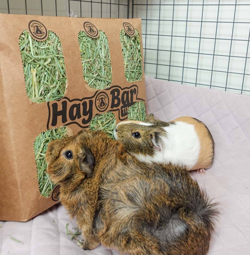 如何区分豚鼠和兔子牧草的好坏?