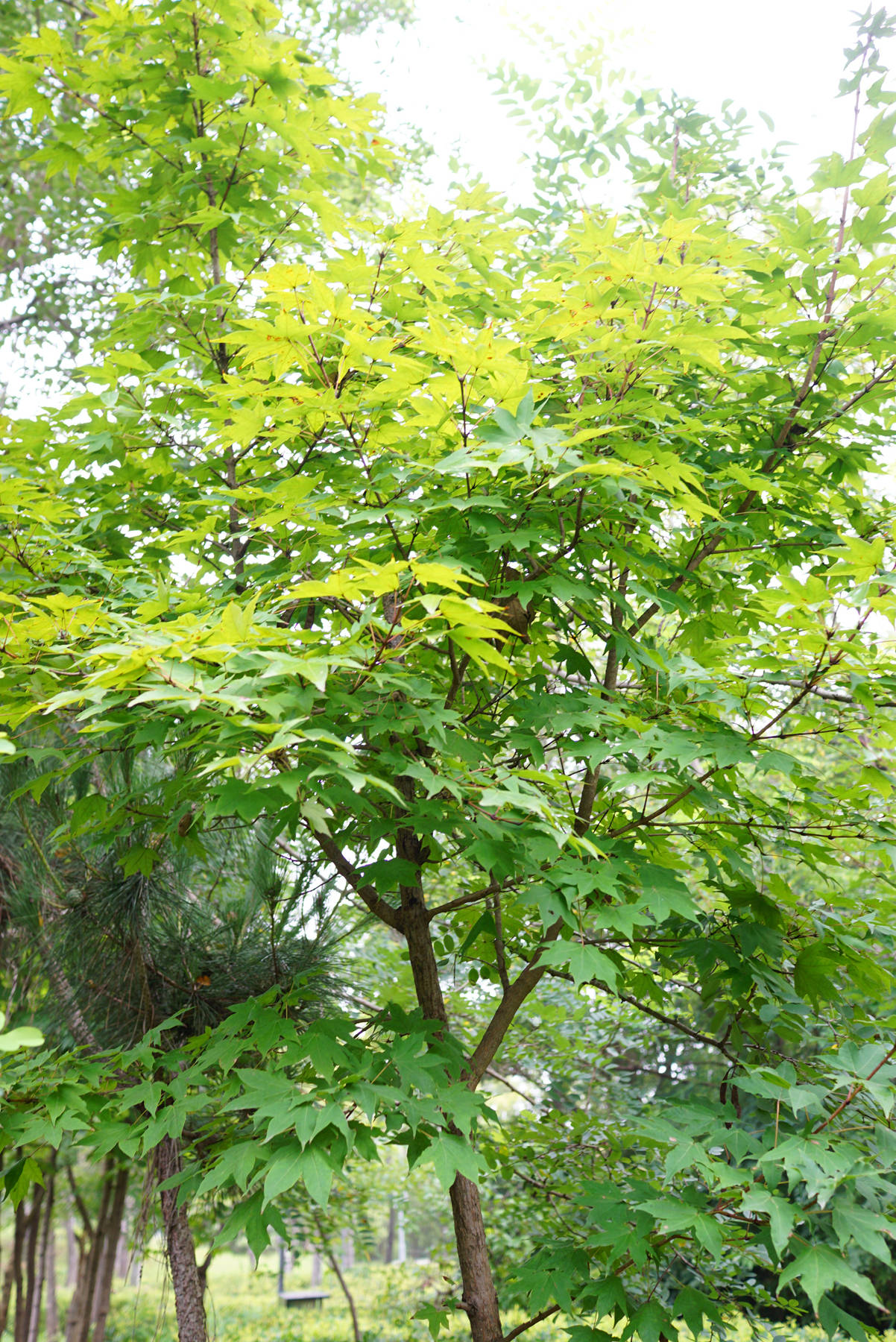我见到的山东本土植物和园林栽培植物