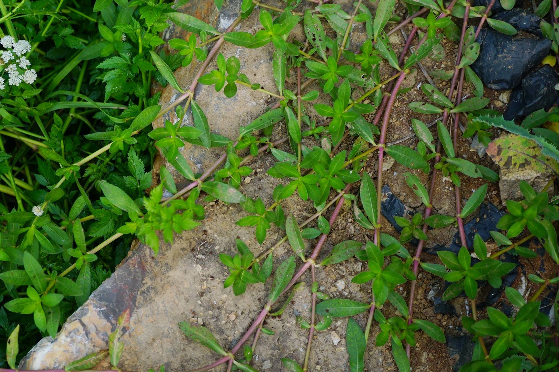 我见到的山东本土植物和园林栽培植物