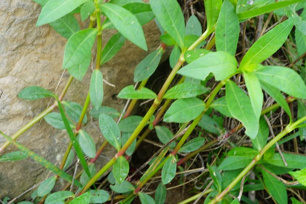 我见到的山东本土植物和园林栽培植物