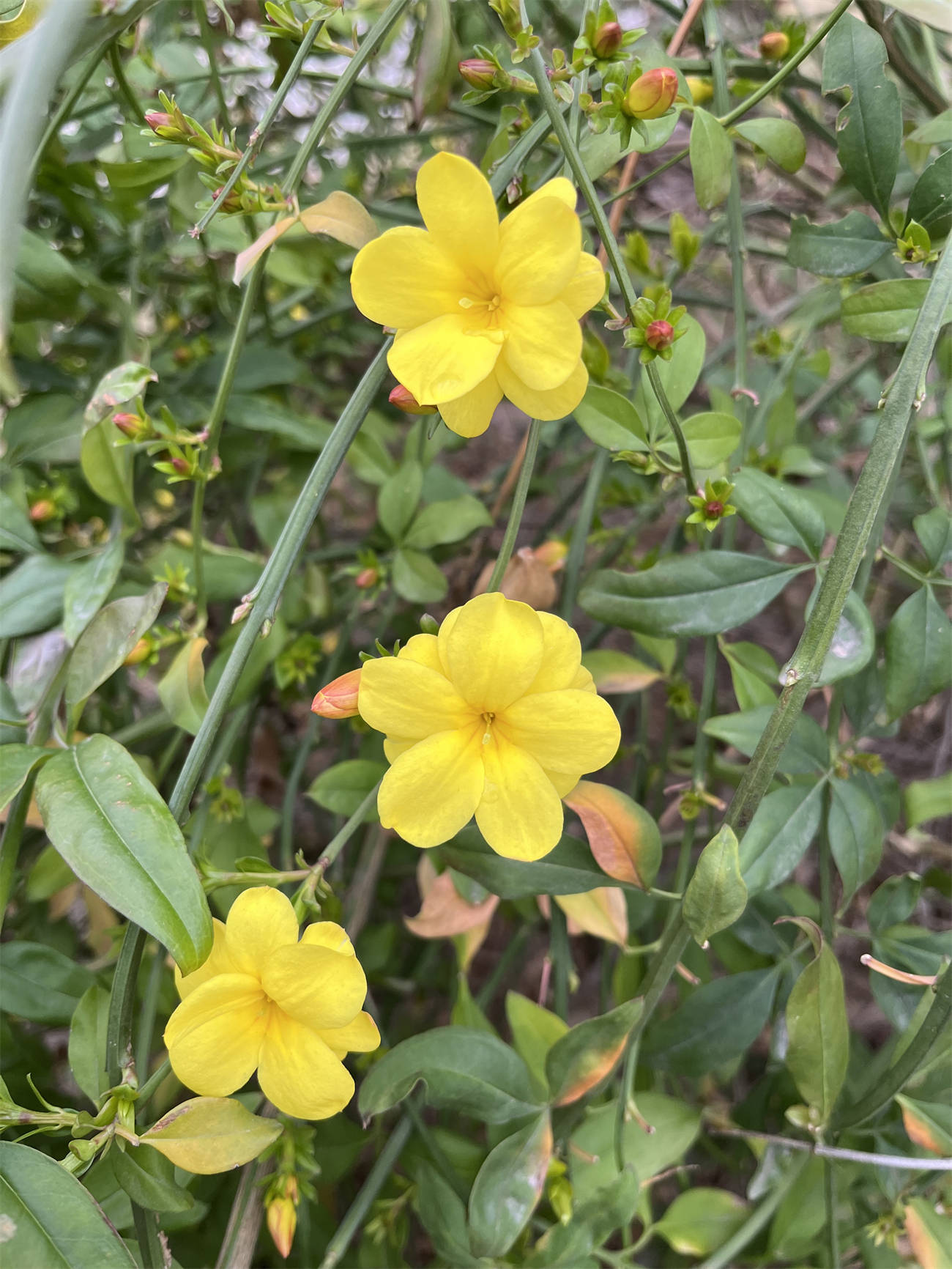 花花世界之224:迎春花
