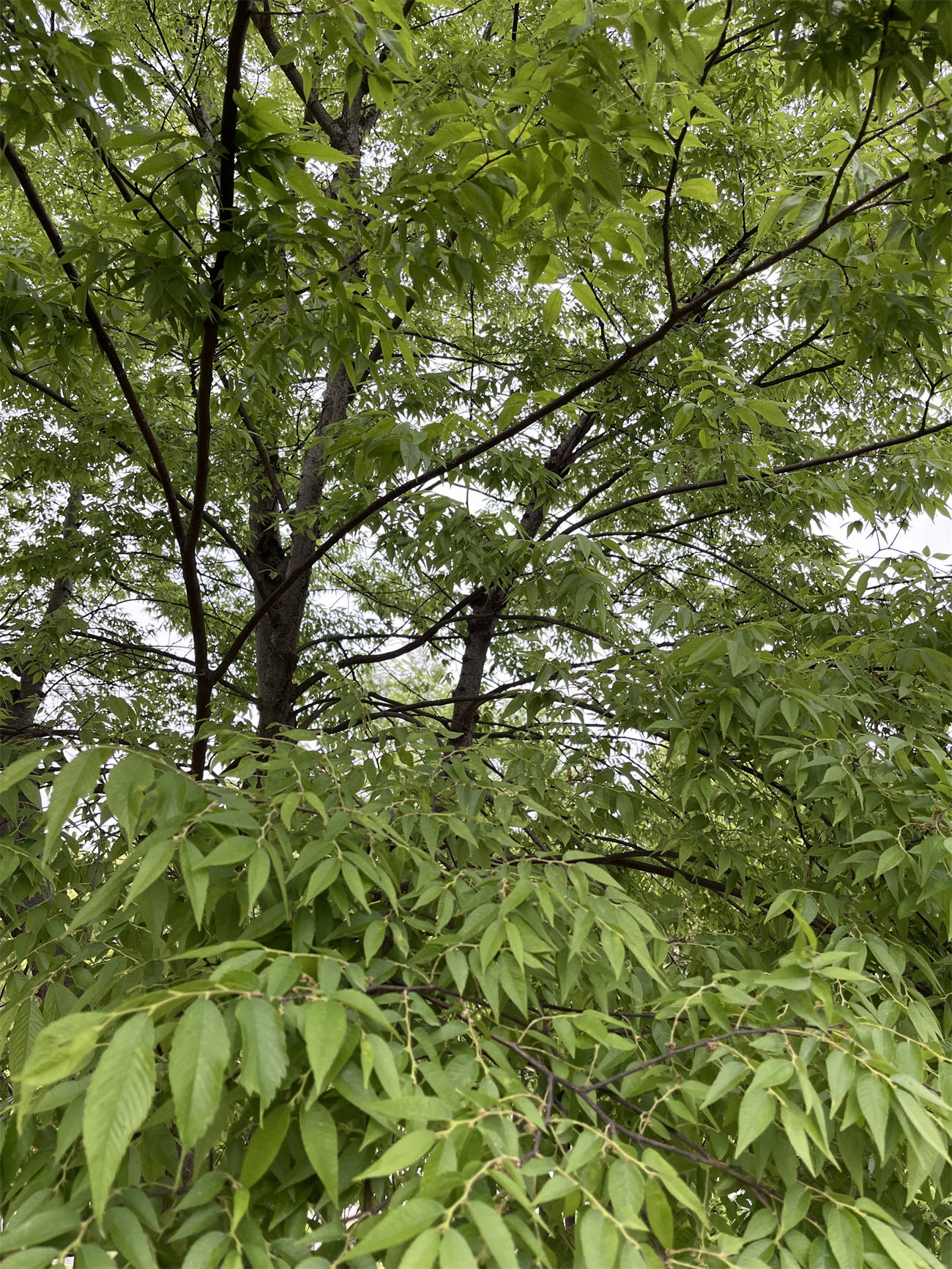 树木世界之250:榉树