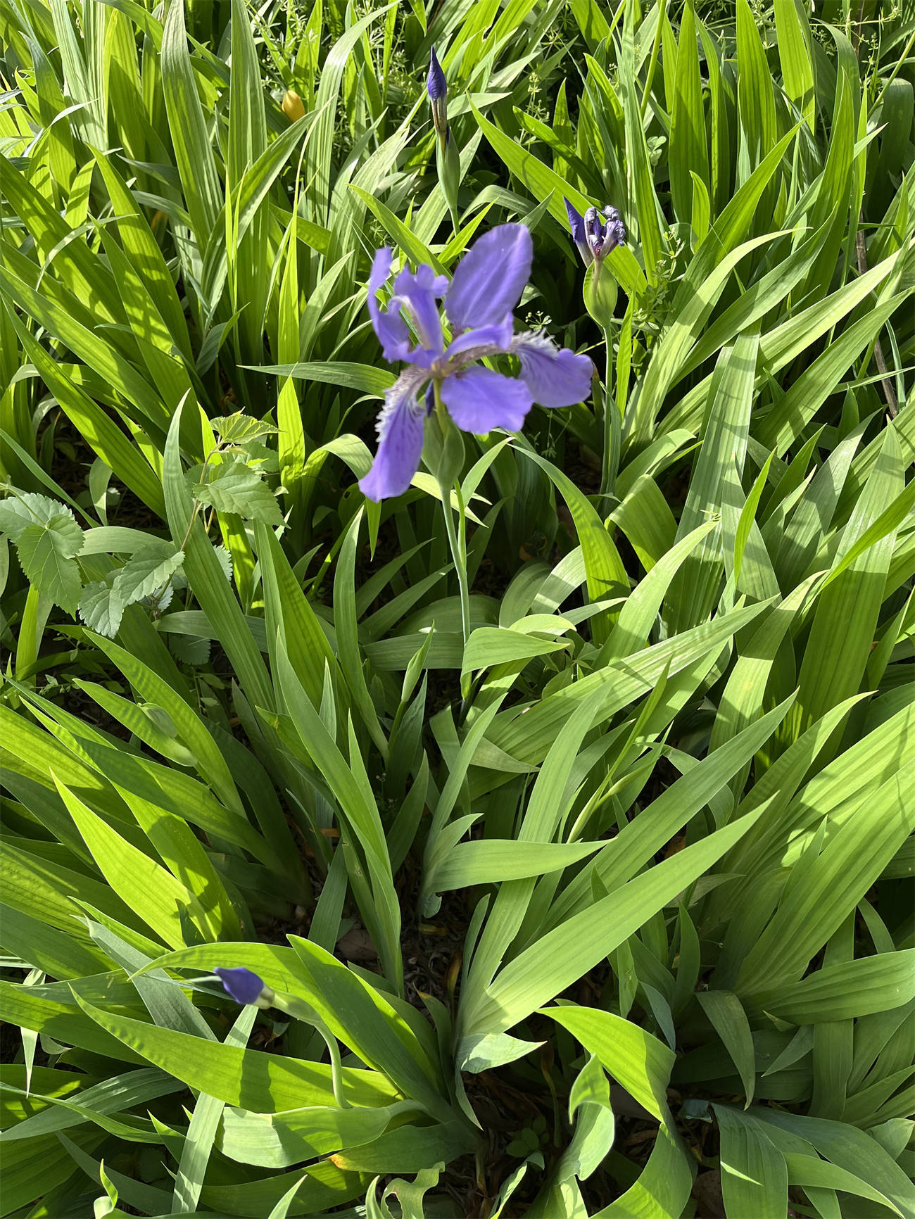 花草世界之263:鸢尾