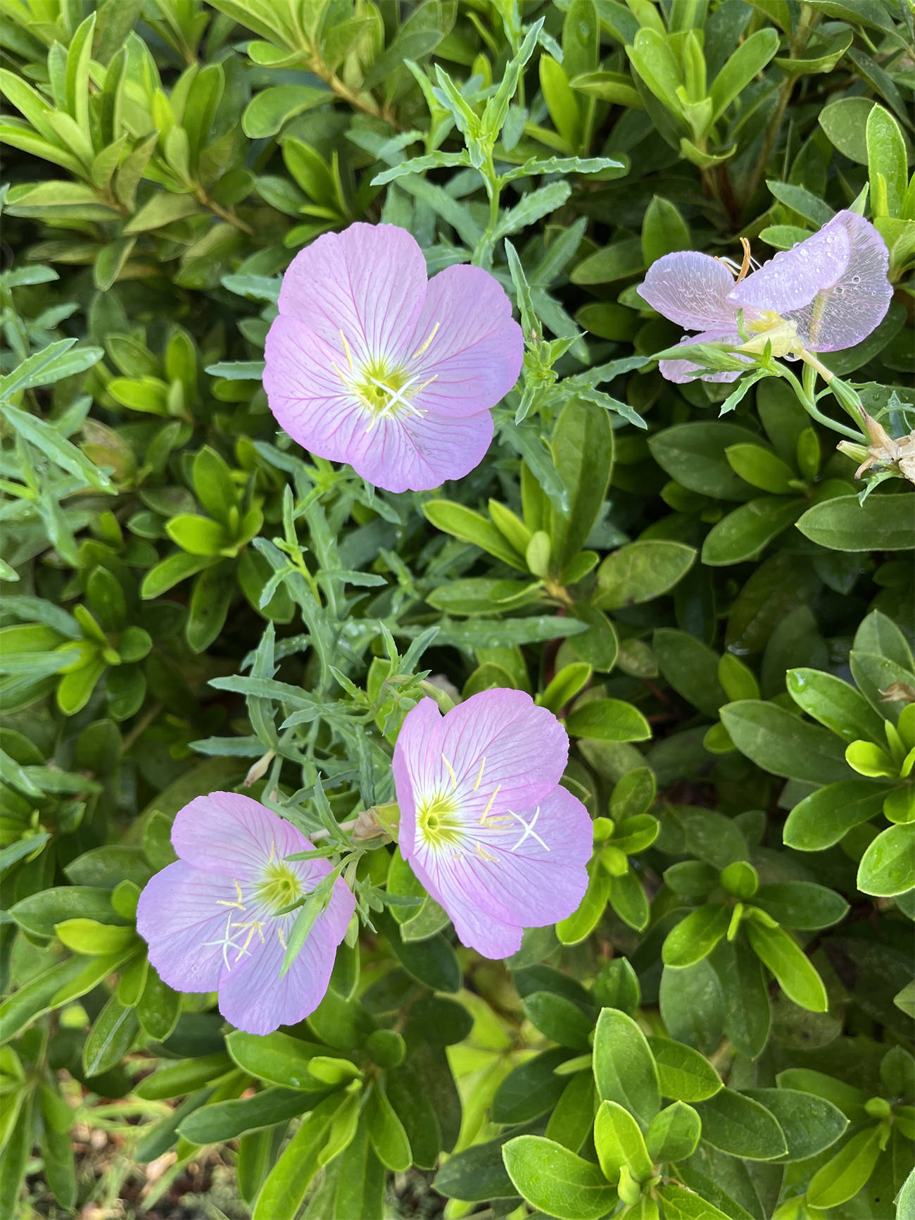 花花世界之272又见美丽月见草