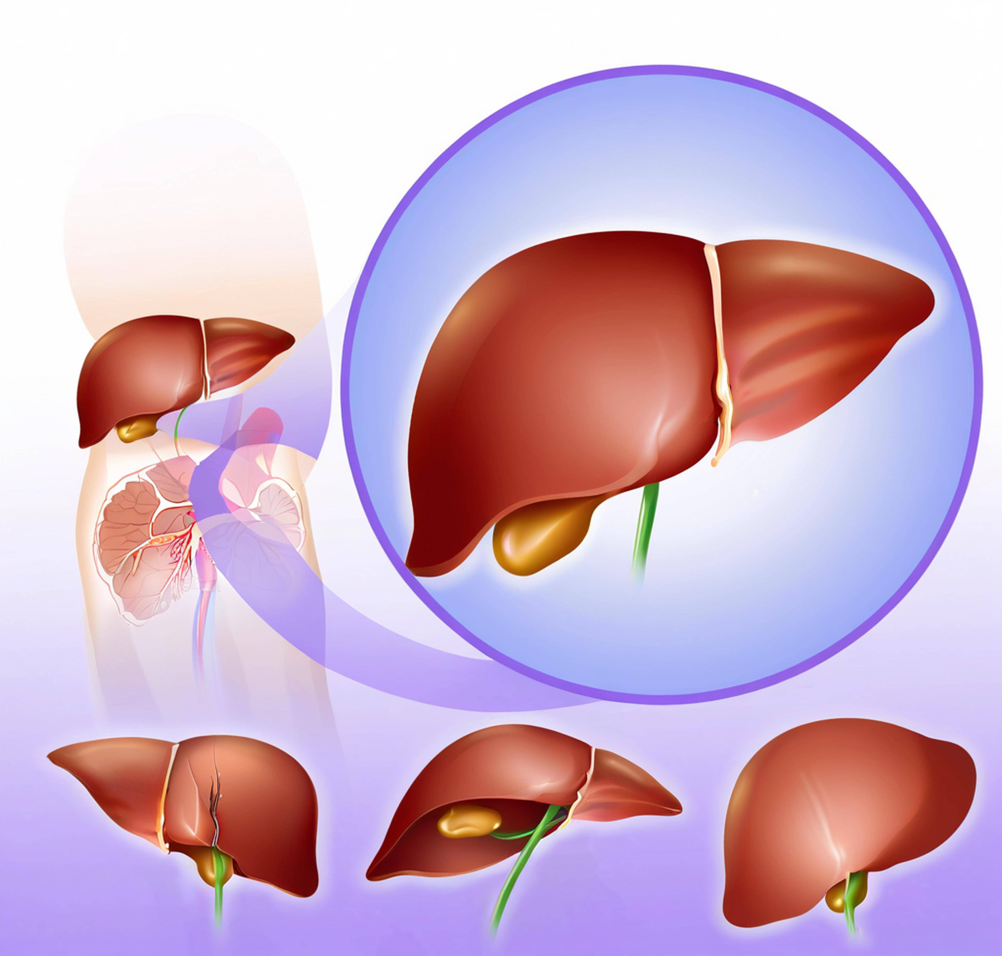守护肝脏健康乐享银龄生活老年朋友的养肝必修课