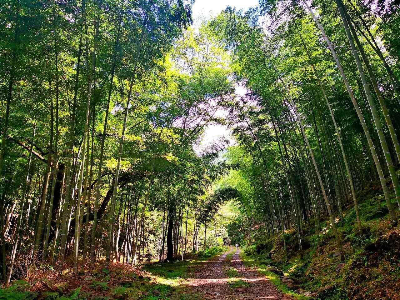 井冈山神农谷国度丛林公园.jpg
