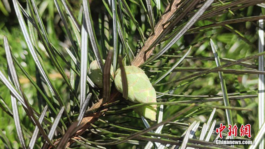 广西桂林:“植物界大熊猫”银杉最高树龄达500年
