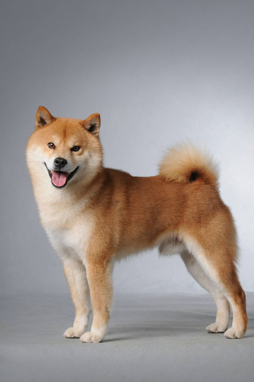 秋田犬: 日本国犬,体型高大威猛,以忠诚闻名