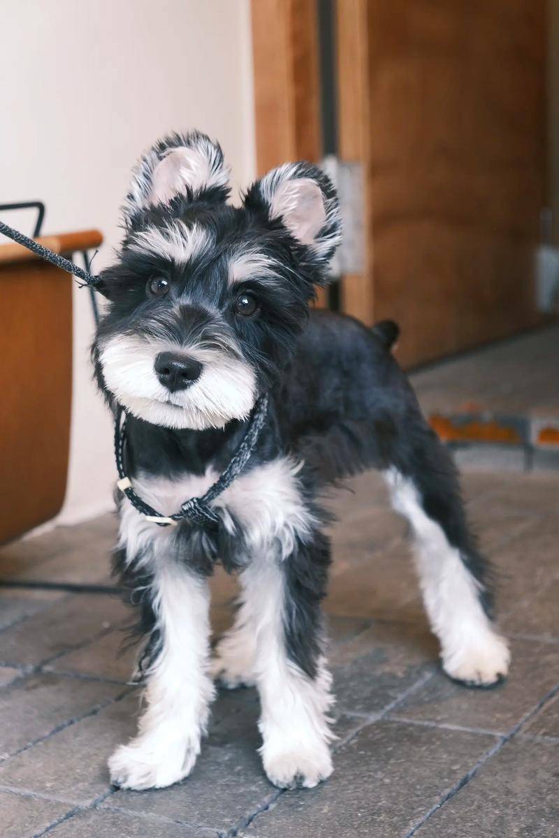 雪纳瑞犬新手的饲养指南,工作犬兼具智慧与活力,需要专业的饲养方法