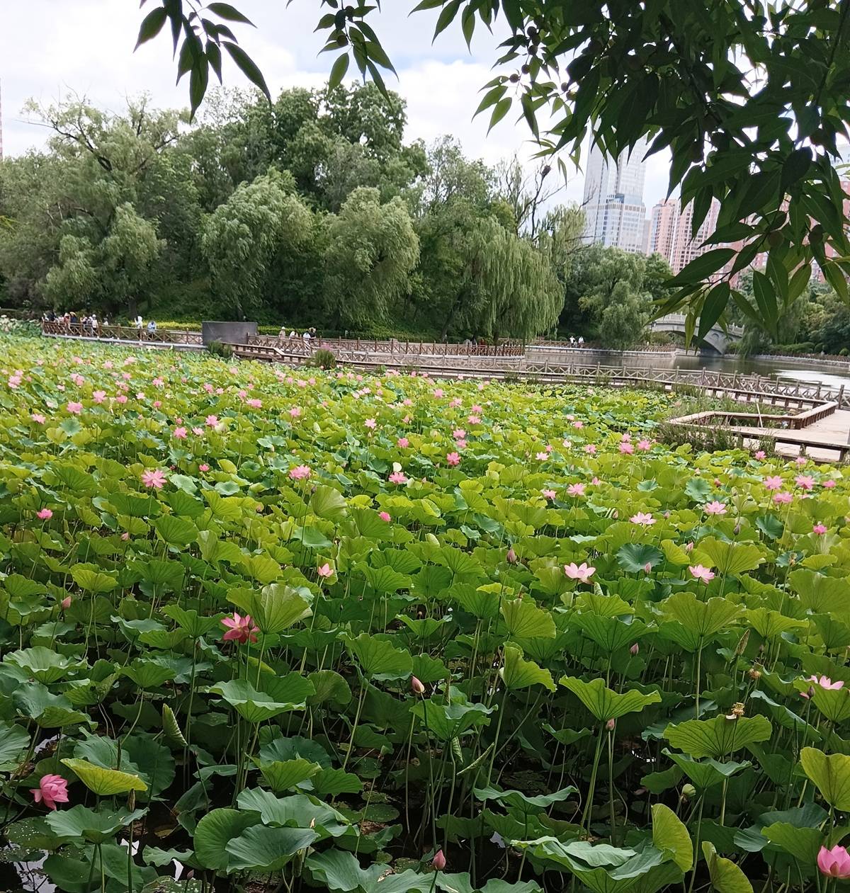 7月6日实拍,太原迎泽公园荷花,今年荷花别样红