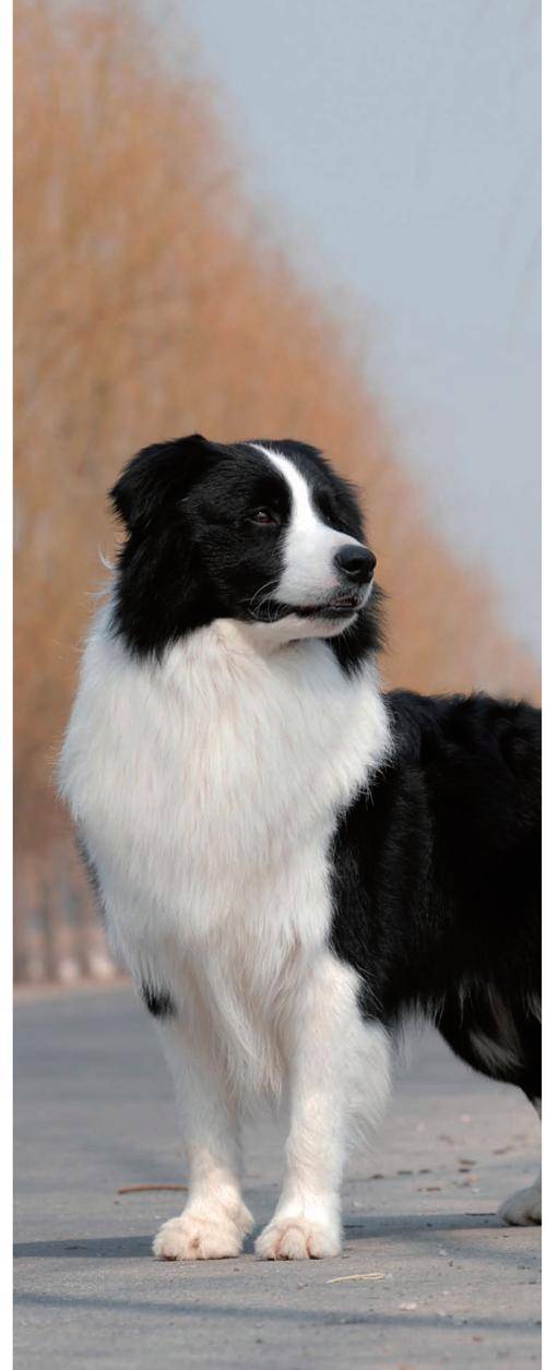边境牧羊犬饲养指南,包含8个饲养要点等专业建议