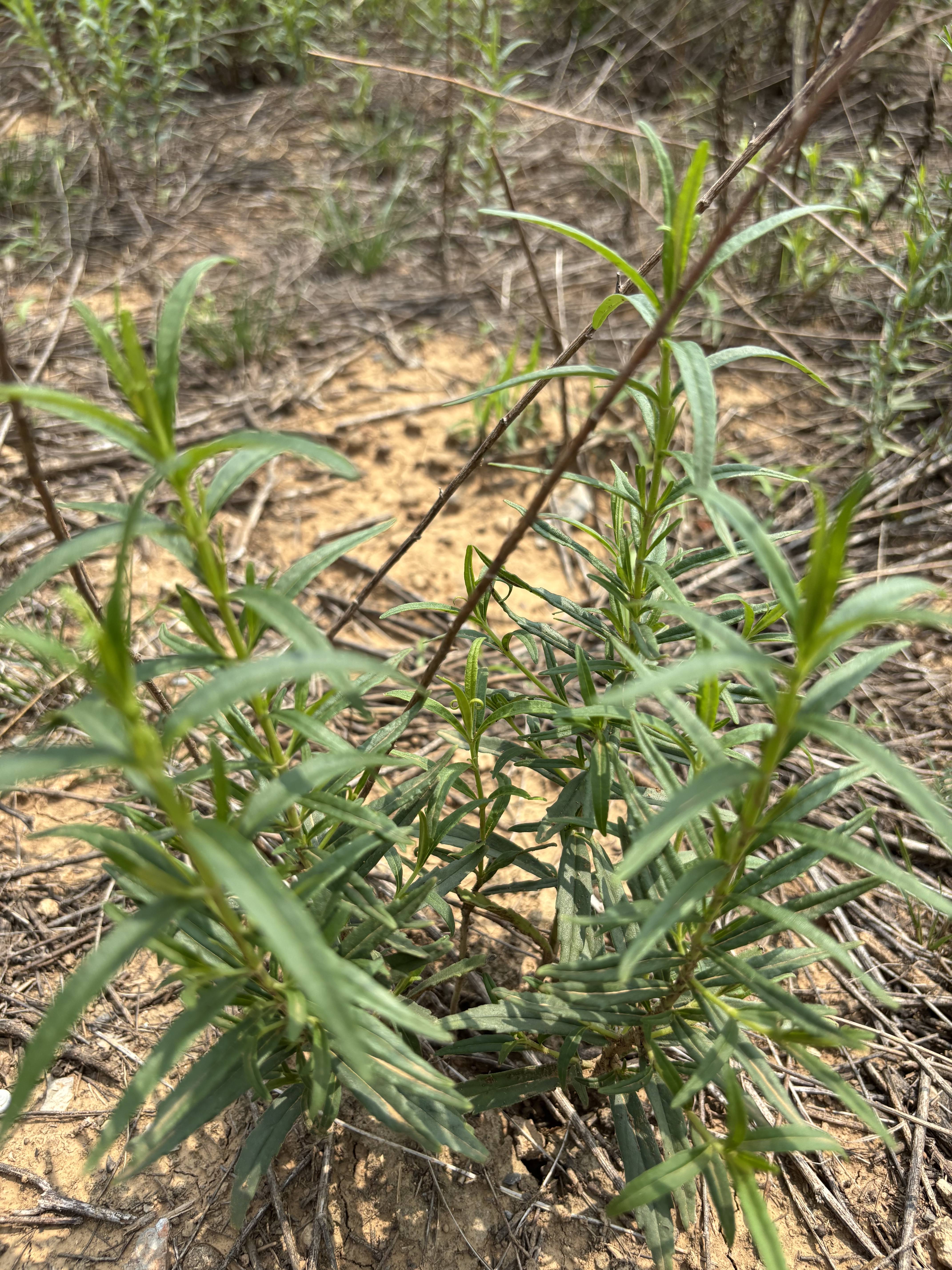 响堂湾,太行山野生中药材:黄芩