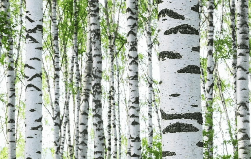 500b547c9e6e4e348a7bea083511a616