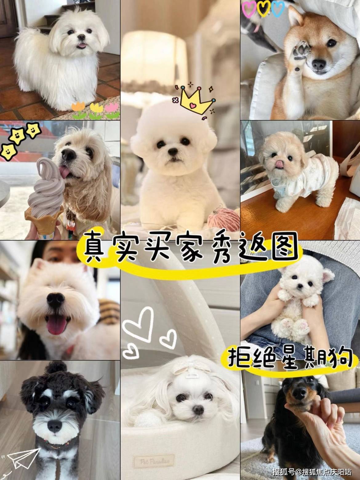 贵阳买萨摩耶犬多少钱一只这里有你想要的安全保障还能亲自挑选宠物