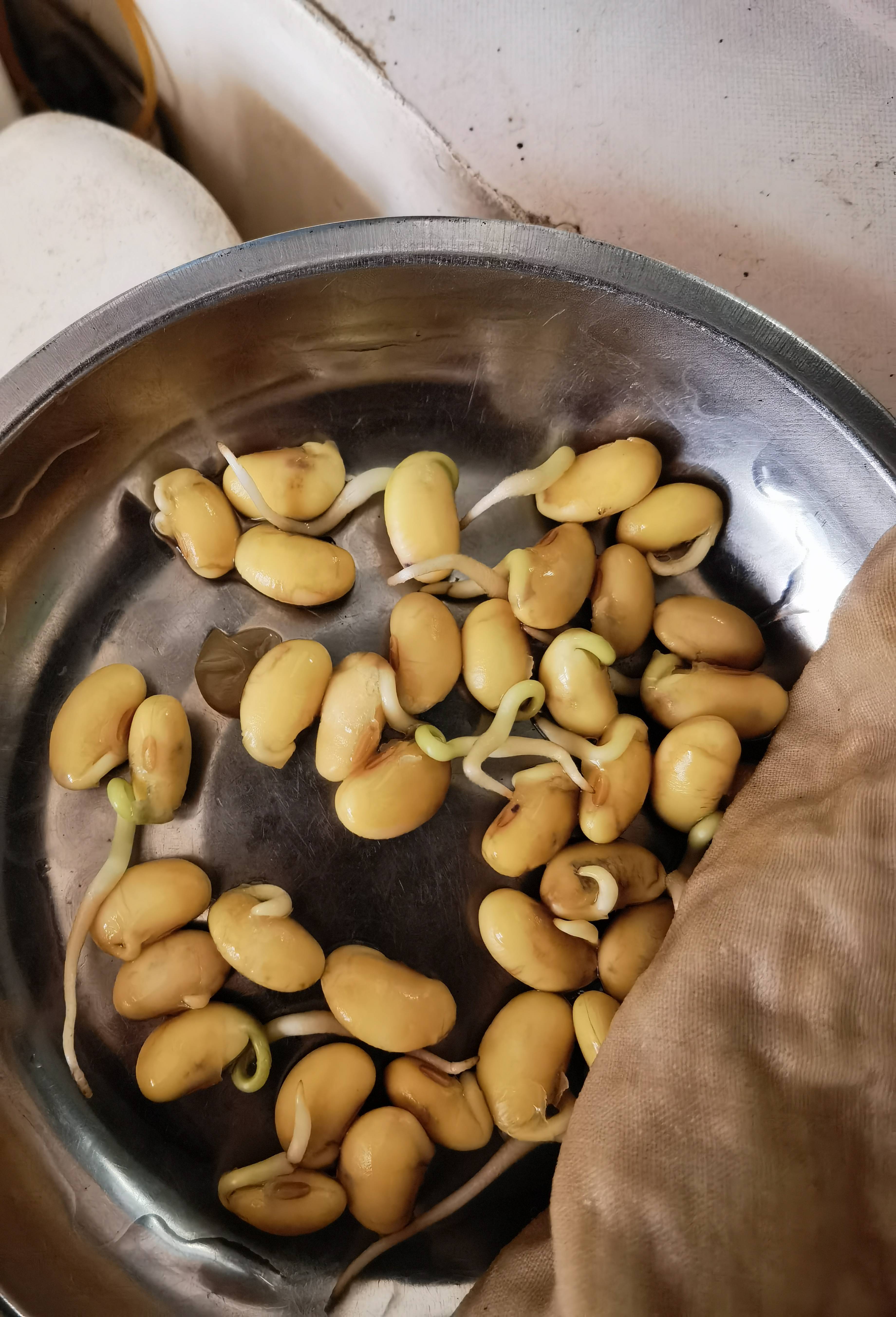 如果让我写黄豆发芽的观察日记