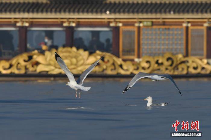 “冬日限定”风景！大批候鸟飞抵杭州西湖越冬_鸬鹚_白骨顶_鸳鸯
