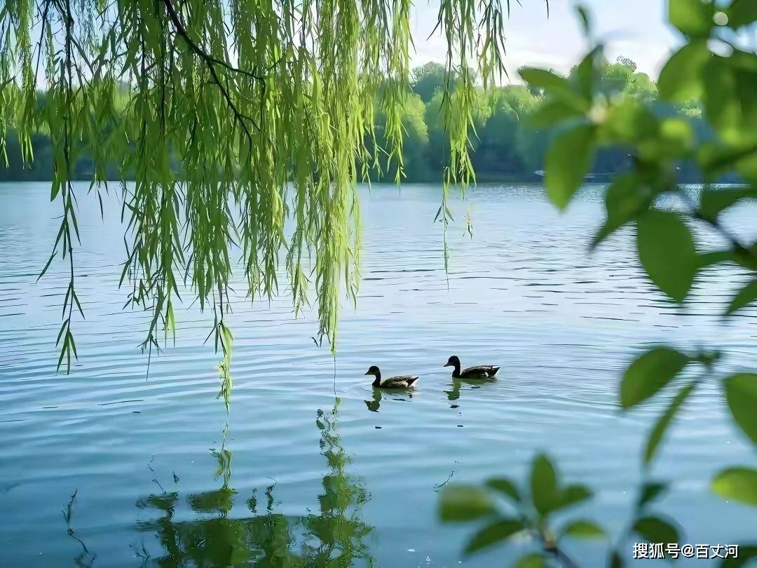 【古诗词鉴赏】宋代词人朱淑真《清平乐·夏日游湖》词赏析