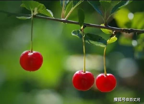 【古诗词鉴赏】近现代词人 王国维《清平乐·樱桃花底》词赏析 来源：夜听古诗词