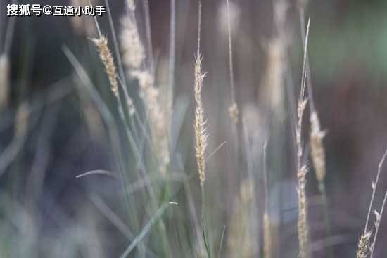 macro_03.jpg