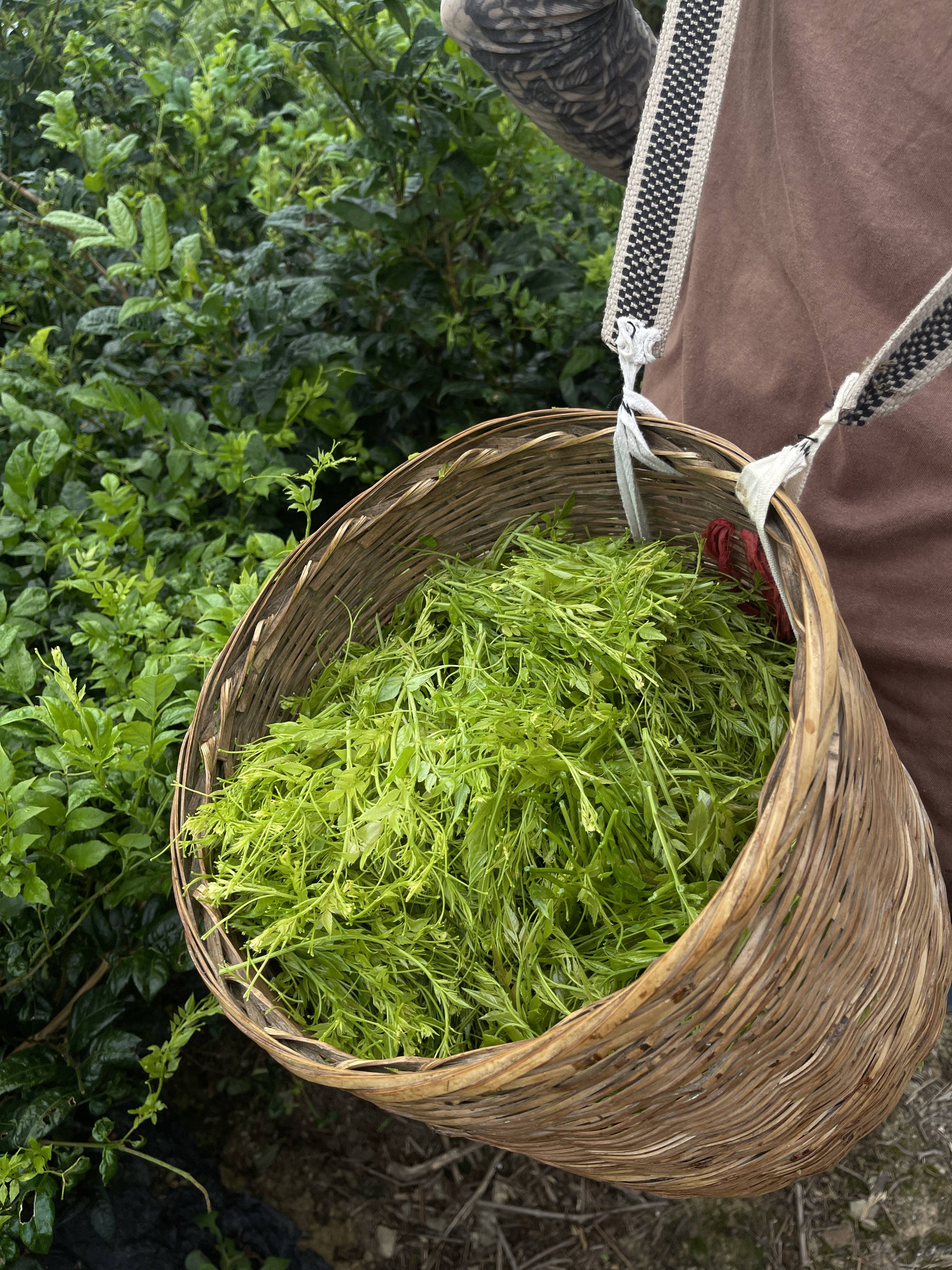 新鲜莓茶图片图片