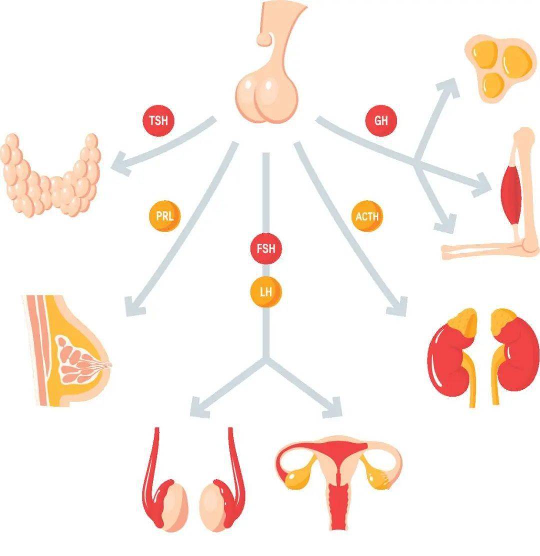 内分泌系统简易图图片