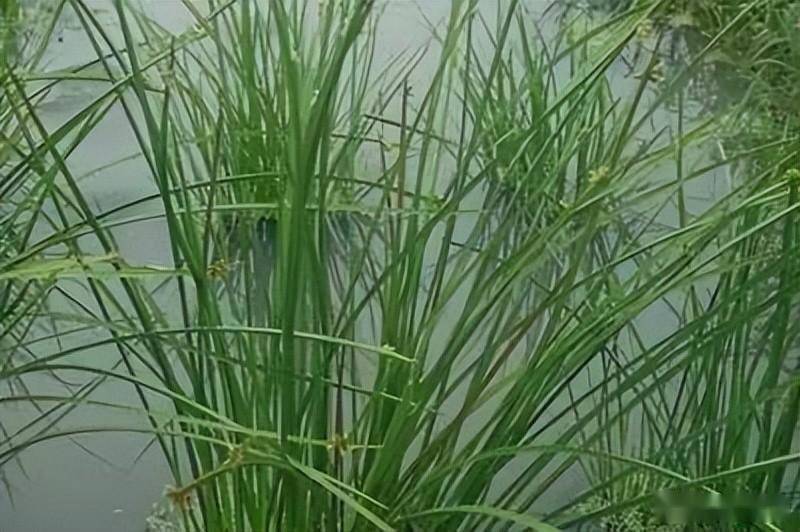 田间杂草认不清?来看高清图_别名_稻田_草本植物