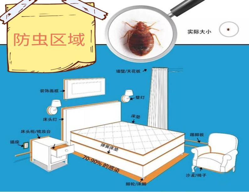 【衛生保健】認識臭蟲 預防臭蟲——阜寧縣東風路幼兒