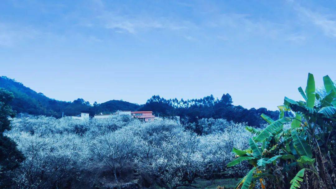 【赏梅】第六届普宁市梅花旅游文化节船埔镇吉告村赏梅区启动仪式正式