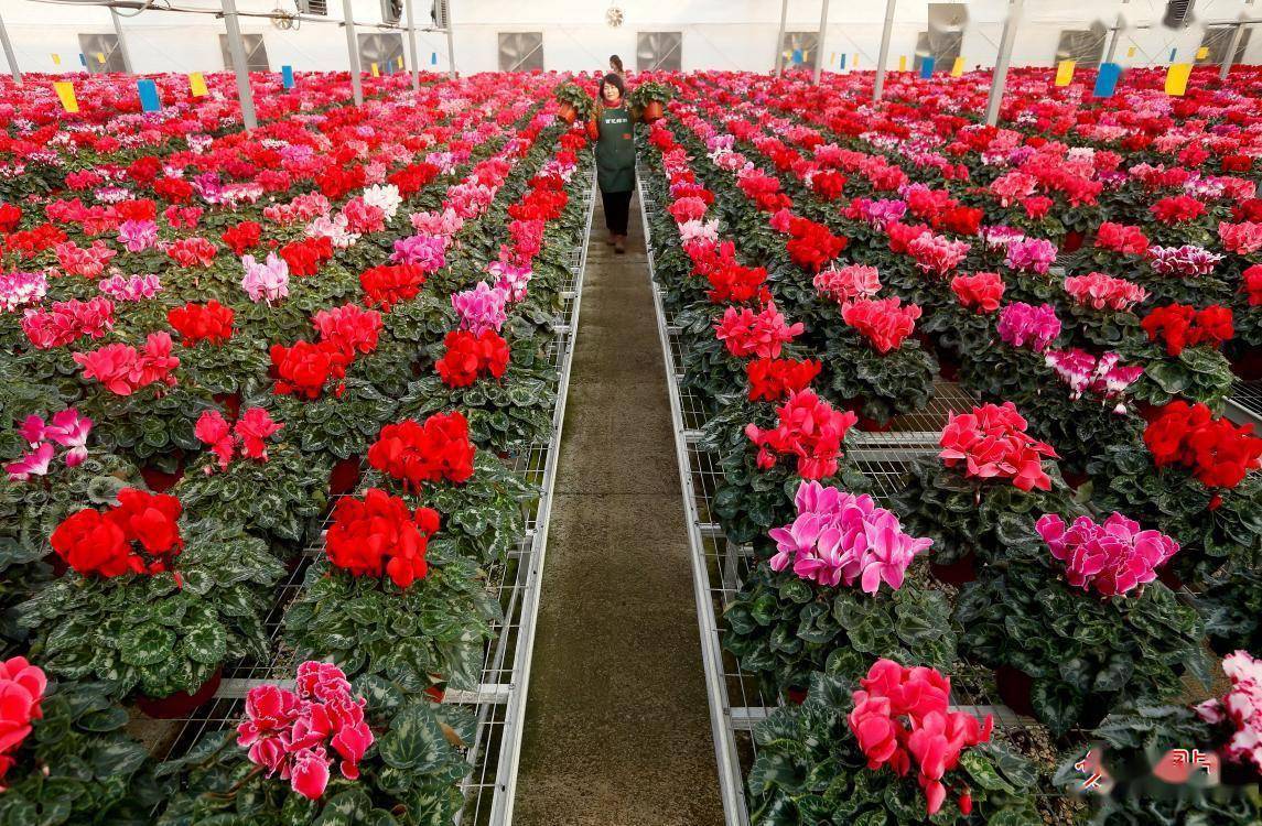 2024年1月7日,山东省青岛市即墨区灵山街道花卉种植基地,花农在管理