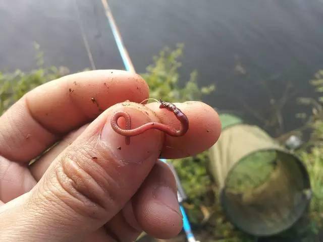 全程图文记录最原生态的一次钓行,用水蜈蚣做钓饵_钓鱼人_白条_钓友