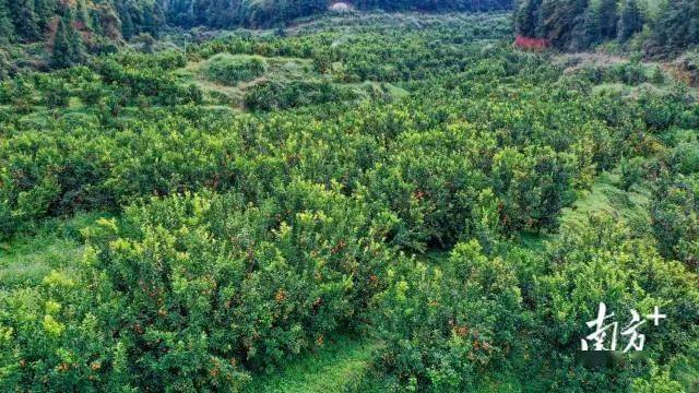 長壽之鄉廣東梅縣:梅縣區松源鎮白玉村120畝沙糖桔